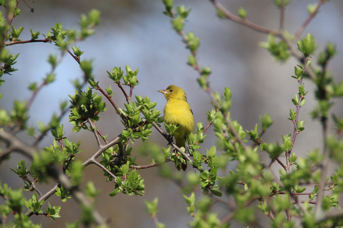 Orchard Oriole - Patrick Sysiong