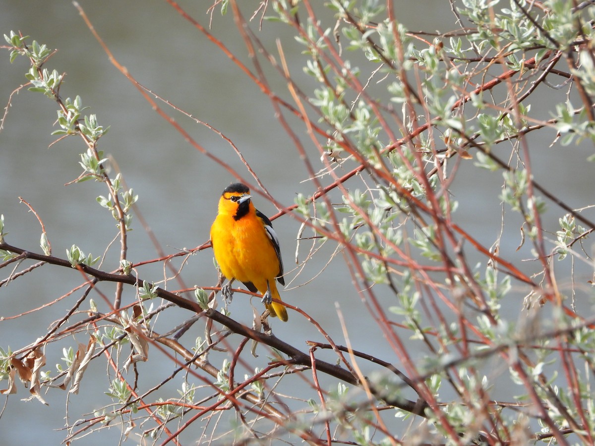 Bullock's Oriole - ML230960521