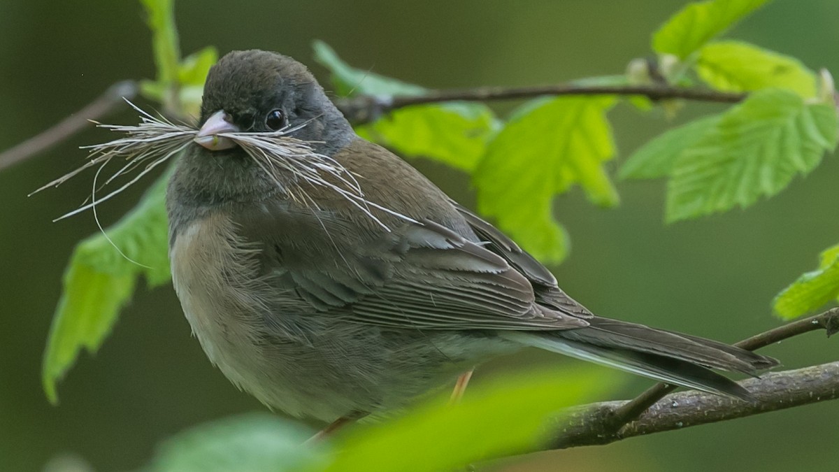 Dark-eyed Junco (Oregon) - ML230960591