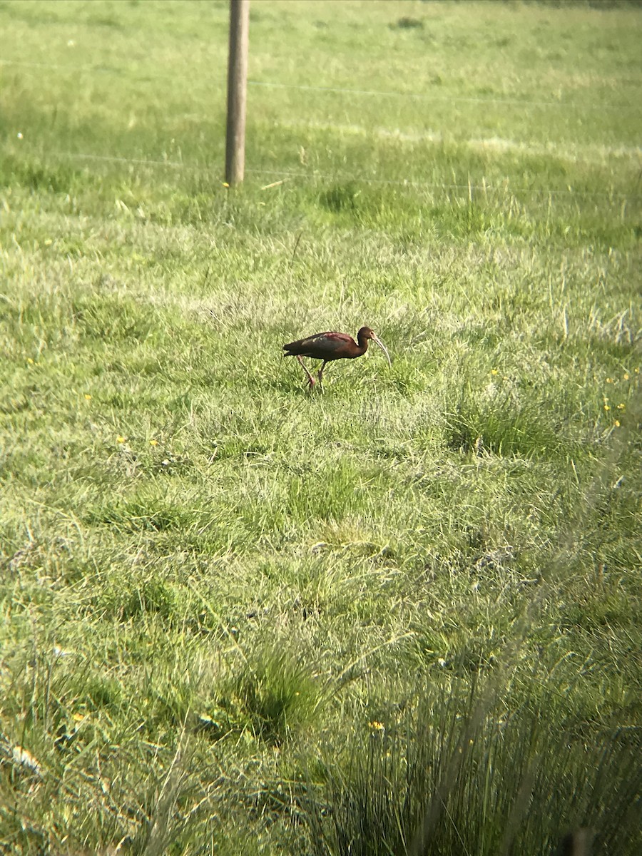 White-faced Ibis - ML230961921