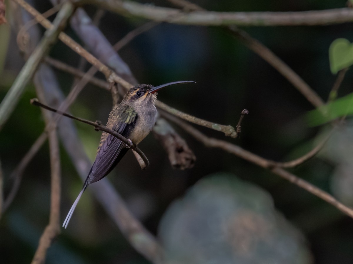 Long-tailed Hermit - ML230963541