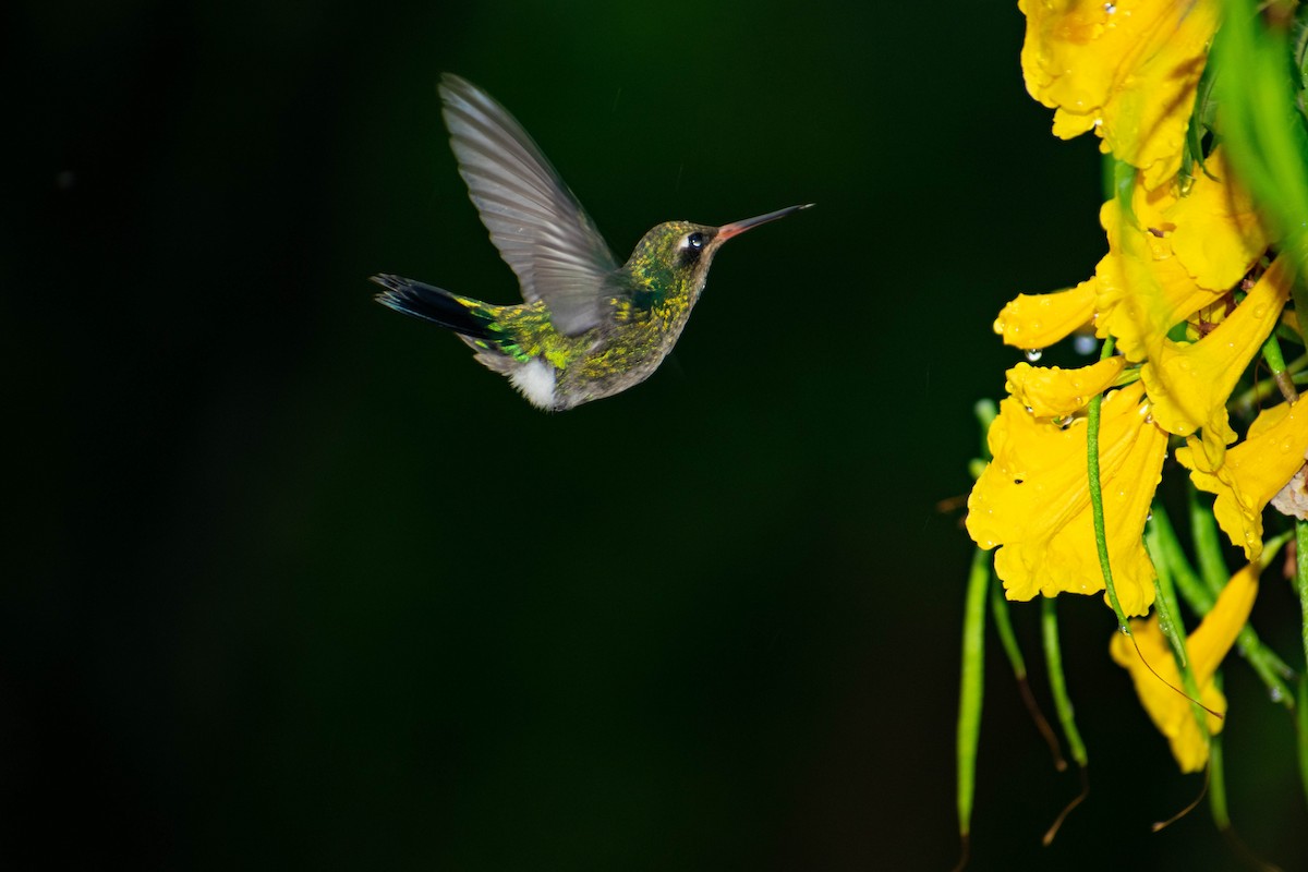 Glittering-bellied Emerald - Leandro Bareiro Guiñazú