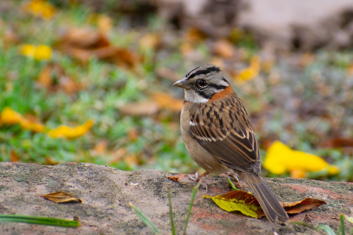 Rufous-collared Sparrow - ML230964301