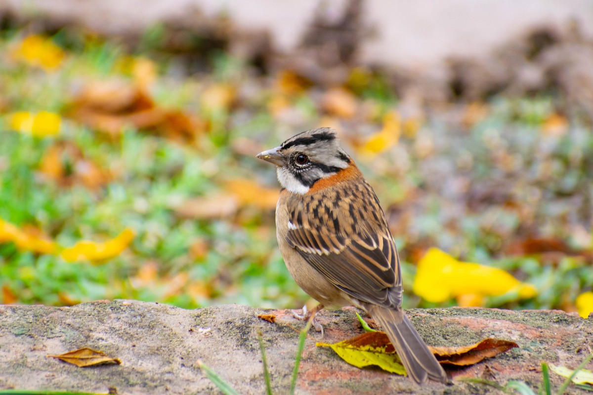 Rufous-collared Sparrow - ML230964321