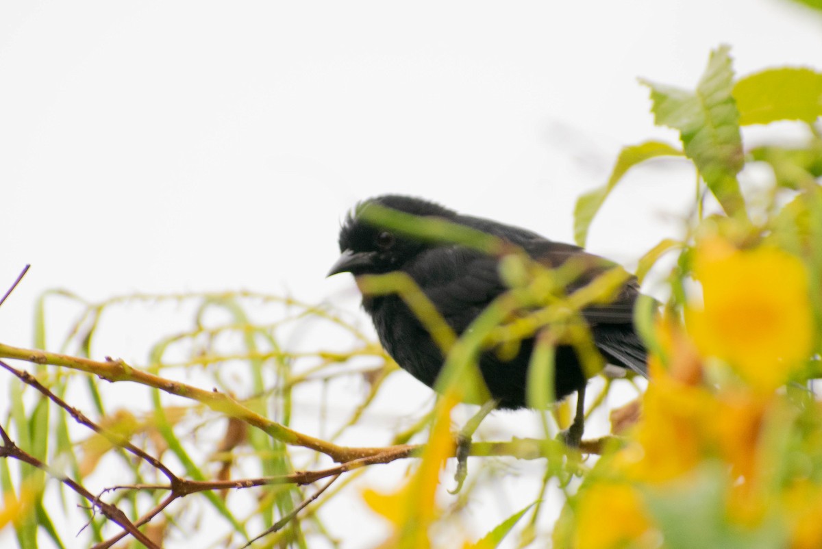 Variable Oriole - Leandro Bareiro Guiñazú