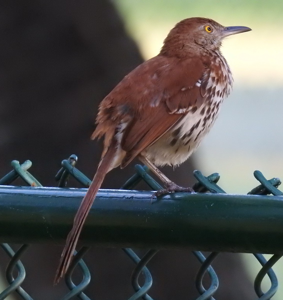 Brown Thrasher - ML230966751