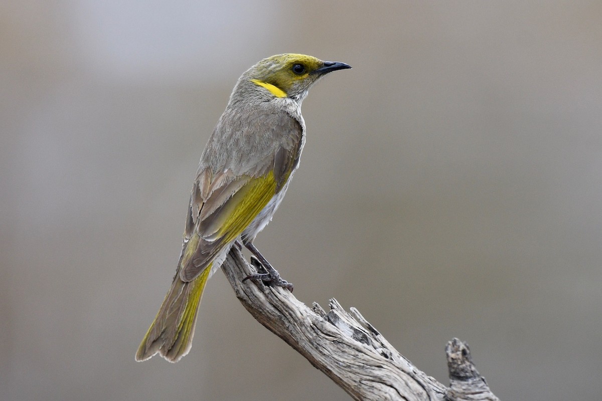 Yellow-plumed Honeyeater - ML230967071