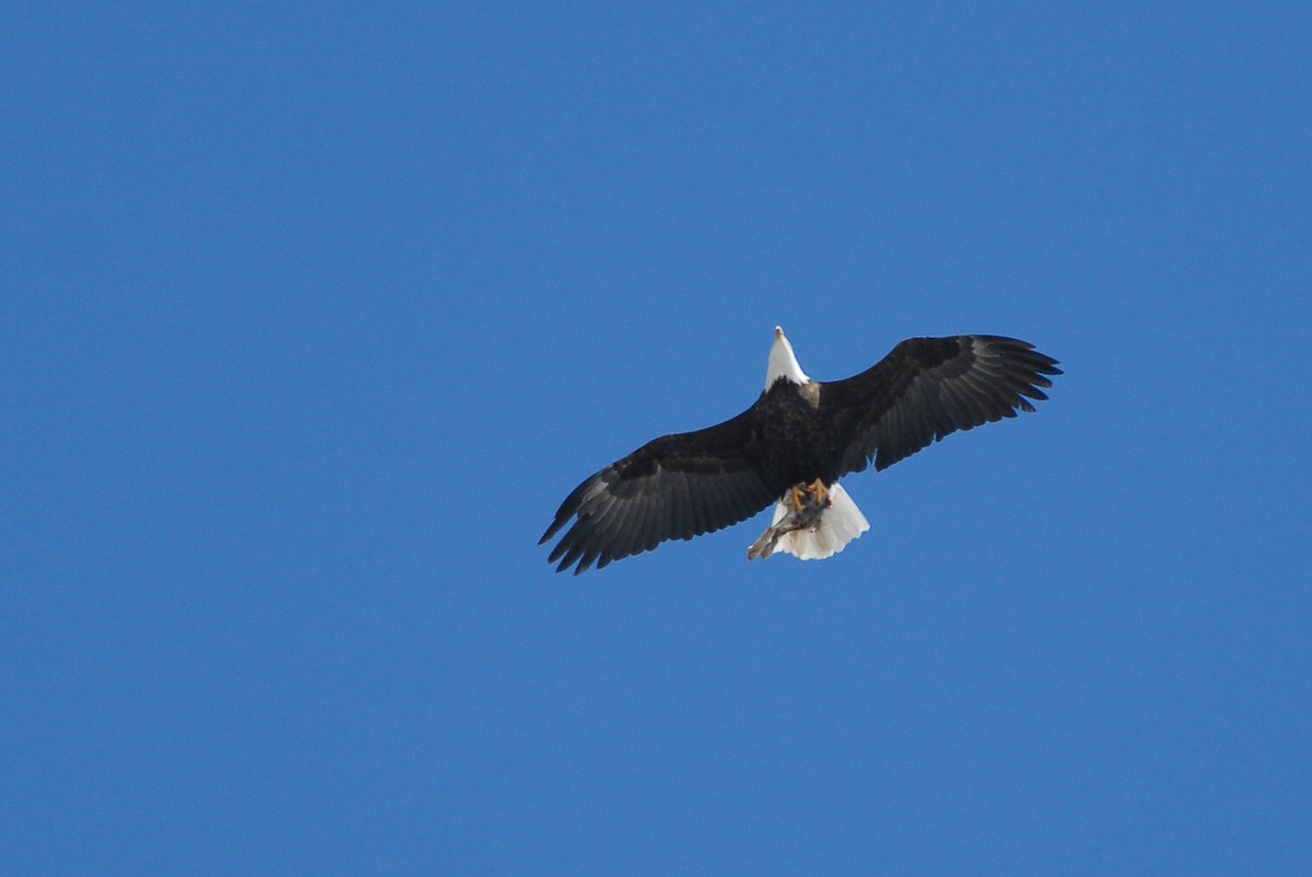 Bald Eagle - ML230967261