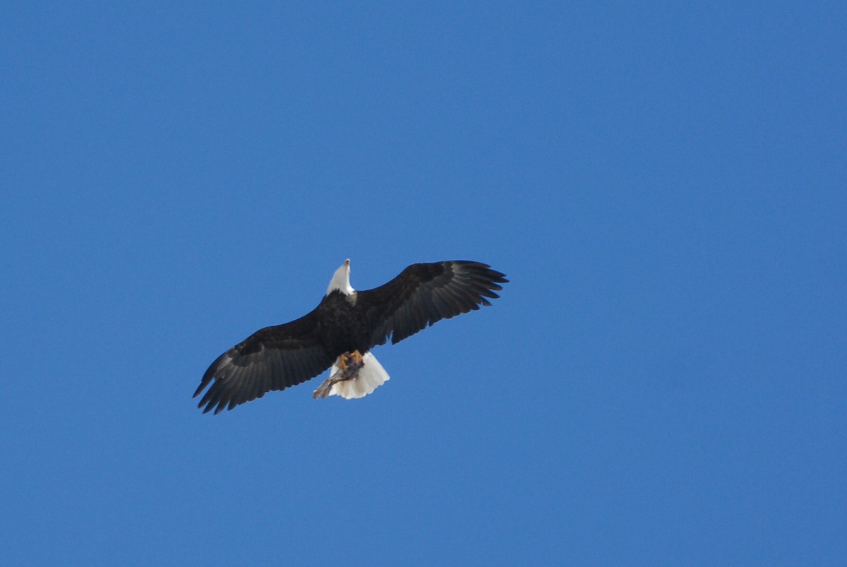 Bald Eagle - ML230967321