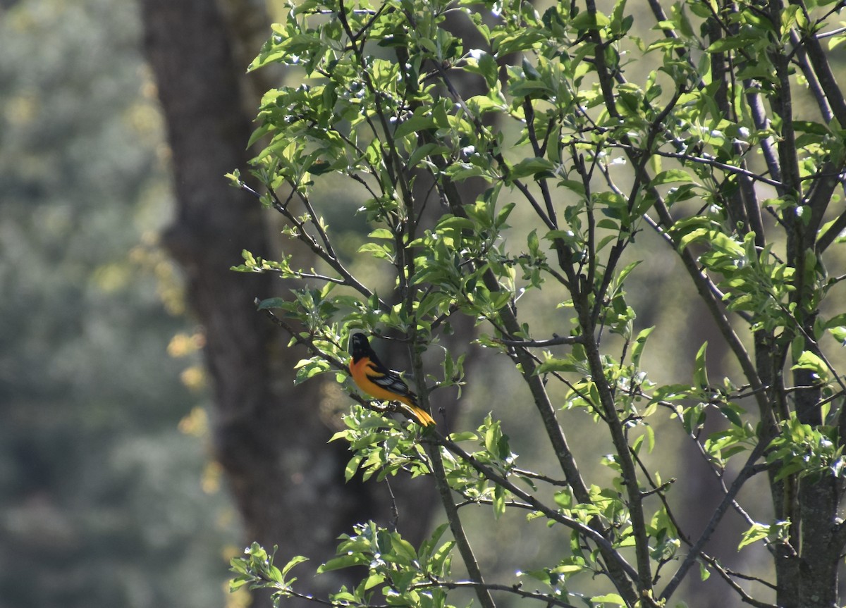 Baltimore Oriole - ML230967611