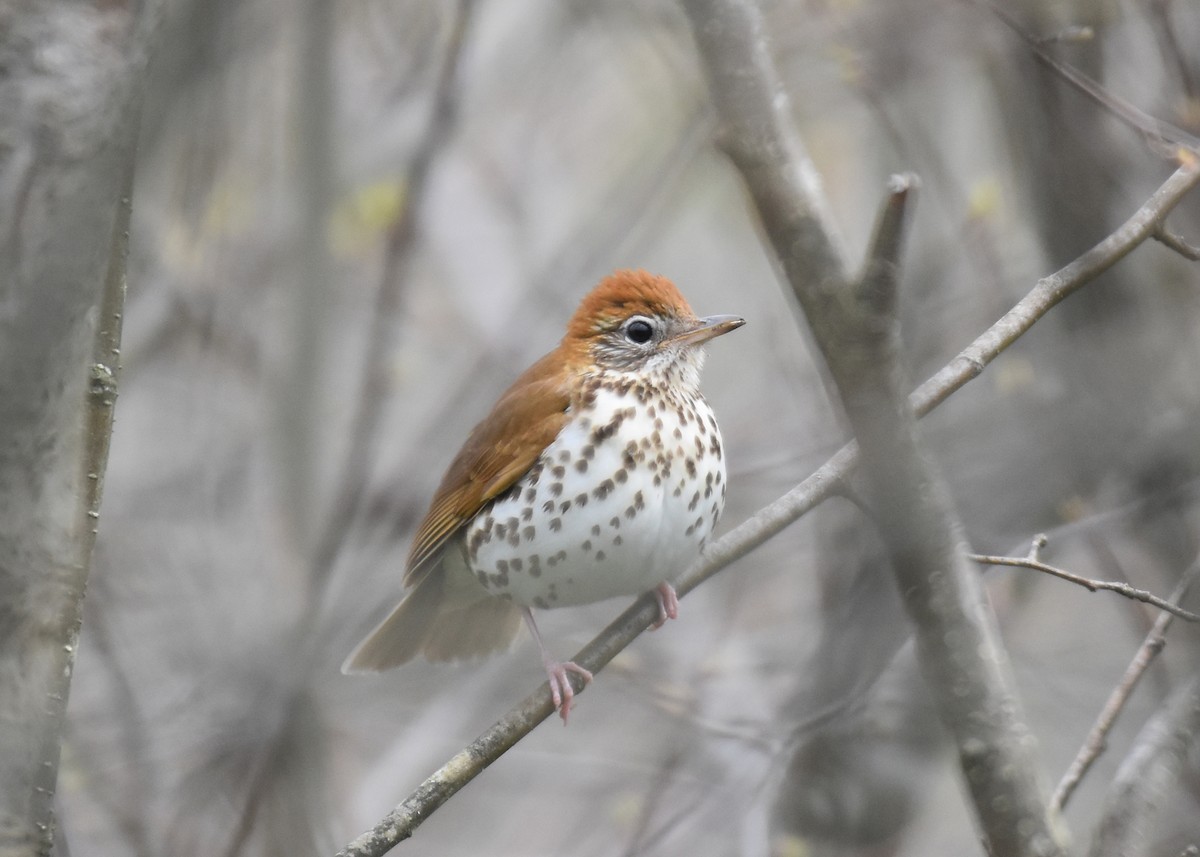 Wood Thrush - ML230968021