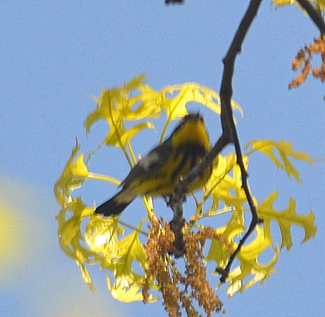 Magnolia Warbler - Richard Haimes