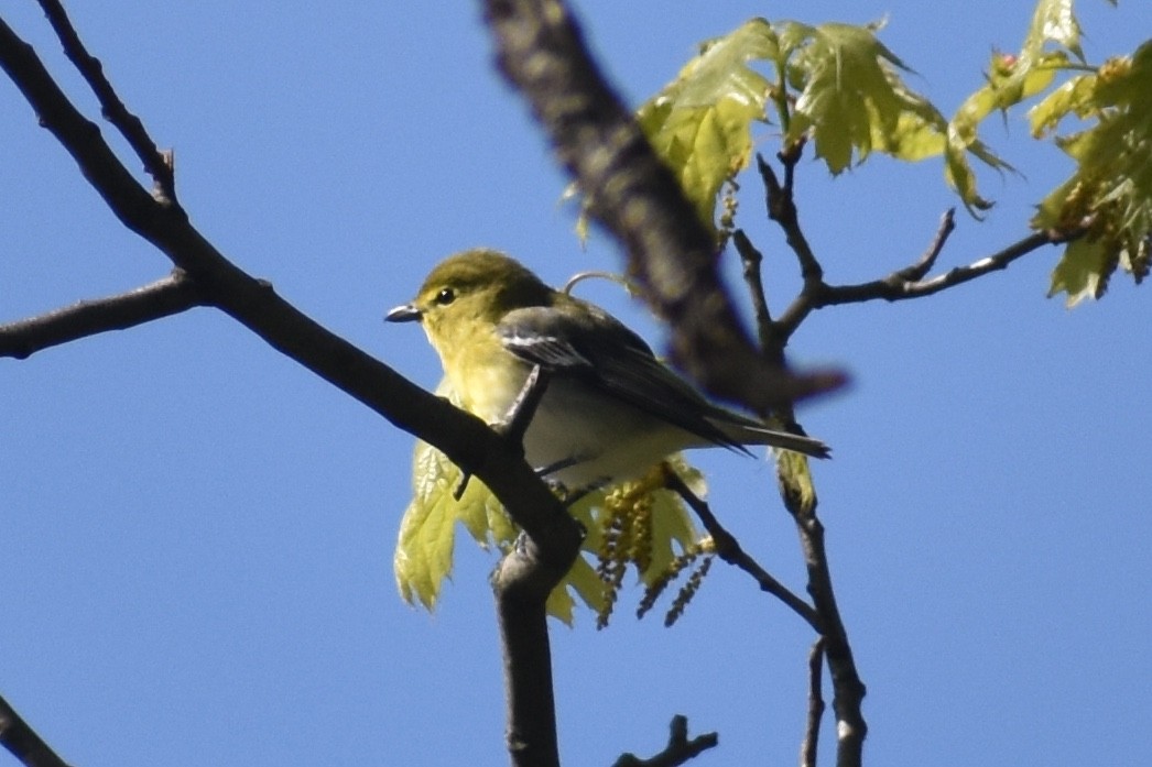 Yellow-throated Vireo - ML230968741