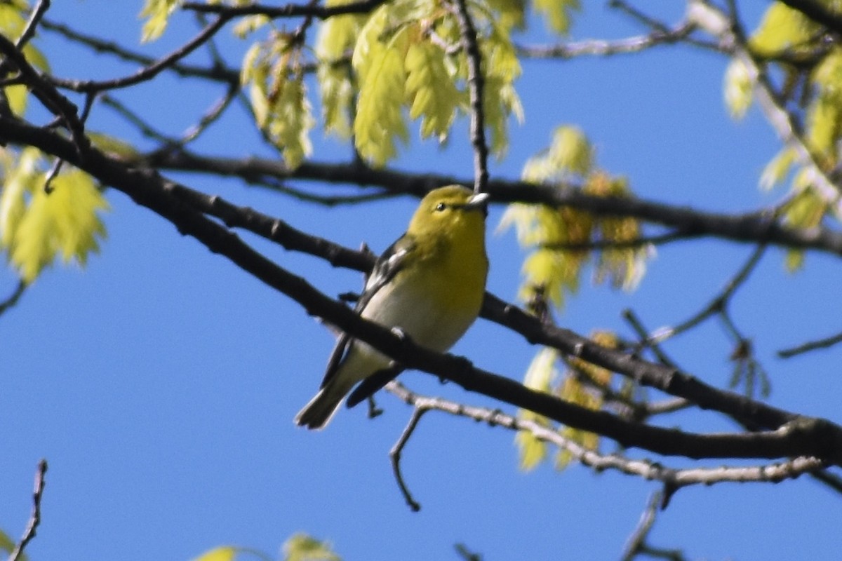 Yellow-throated Vireo - ML230968761