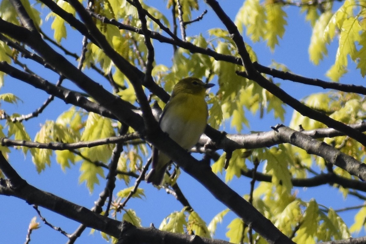 Yellow-throated Vireo - ML230968781