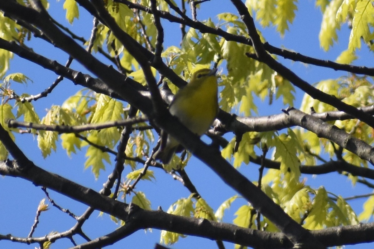 Yellow-throated Vireo - ML230968801
