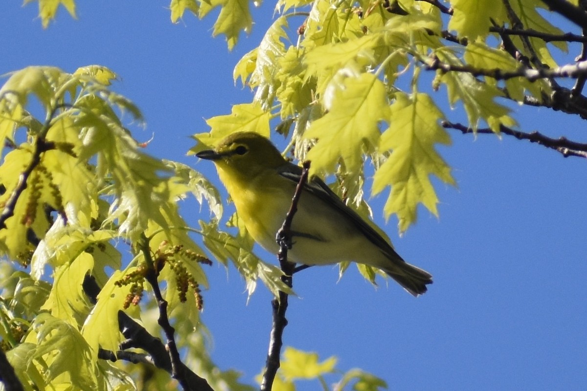 Yellow-throated Vireo - ML230968821