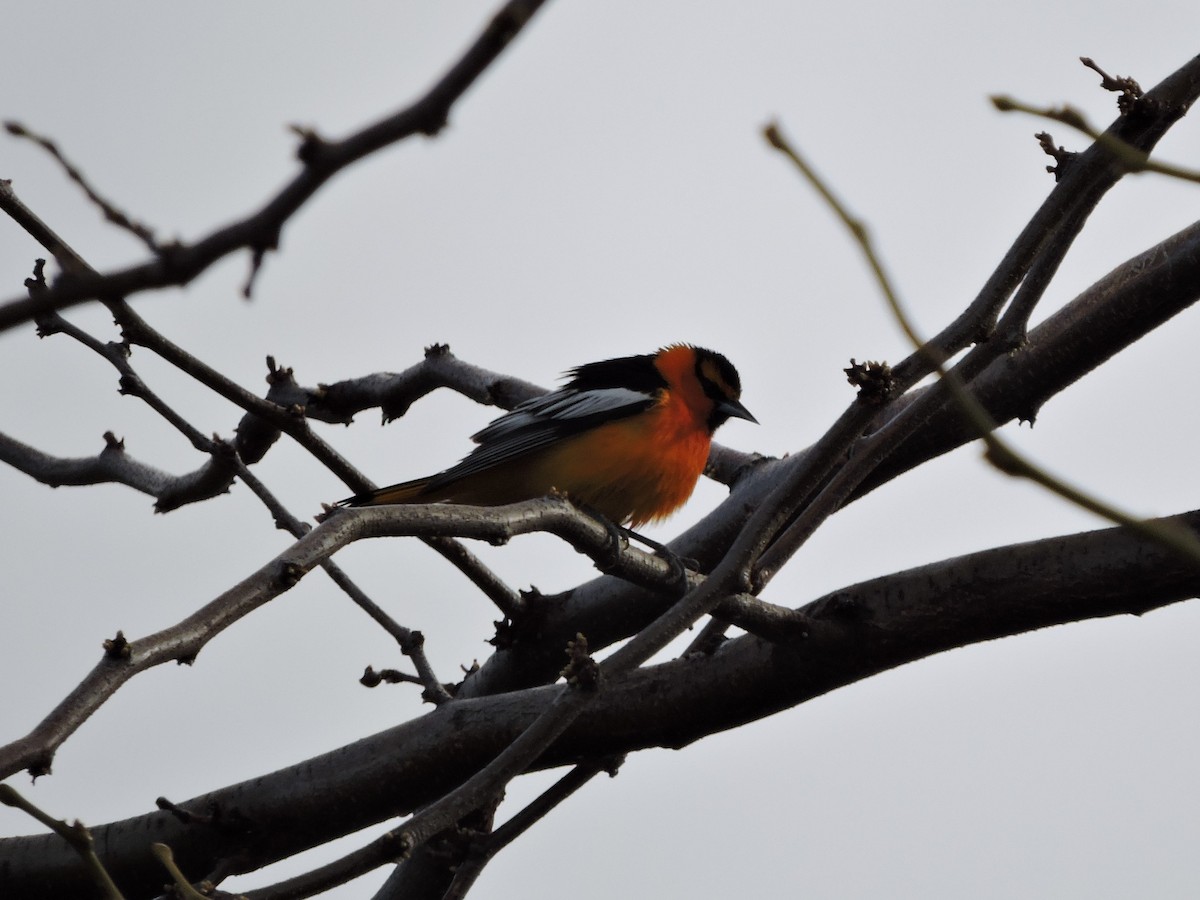 Bullock's Oriole - ML230971491