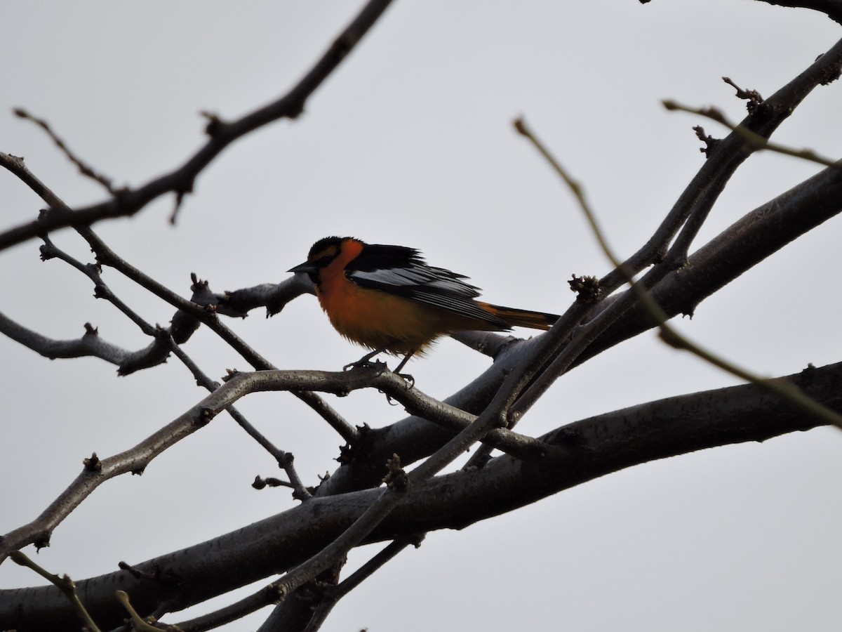 Bullock's Oriole - ML230971501