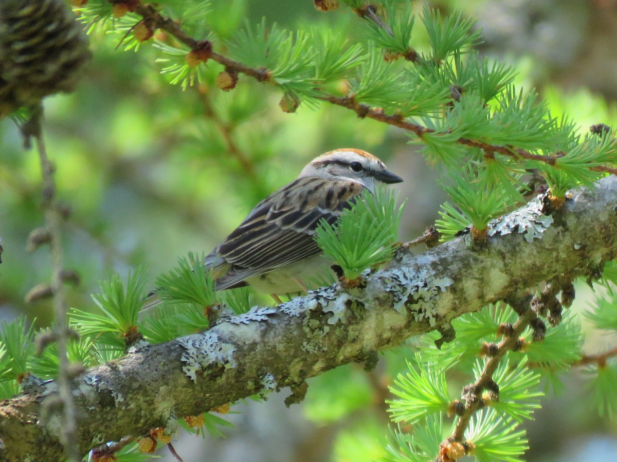 Chipping Sparrow - Glenn Wilson