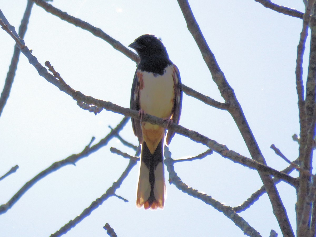 Eastern Towhee - ML230972441