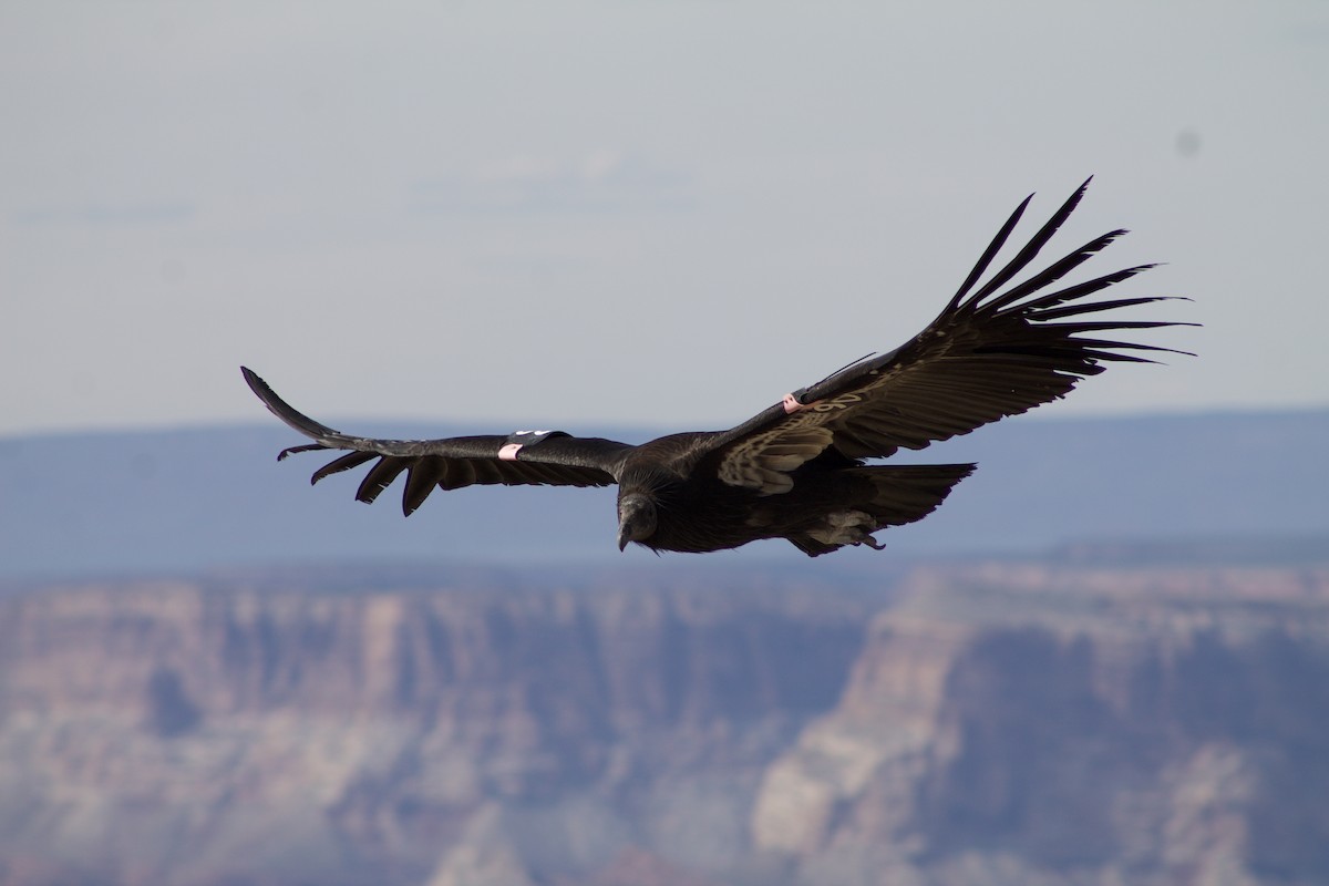 California Condor - ML230973111