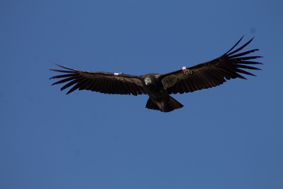 California Condor - ML230973121