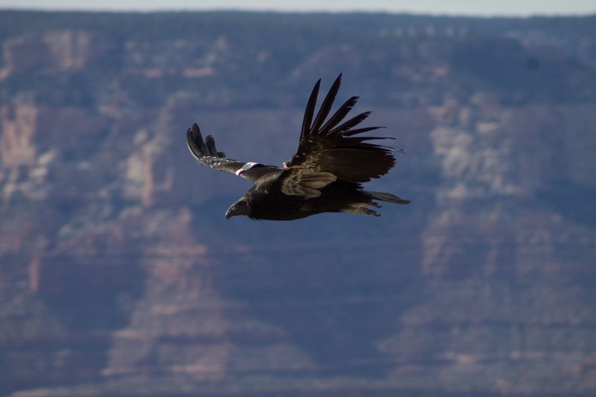 California Condor - ML230973171