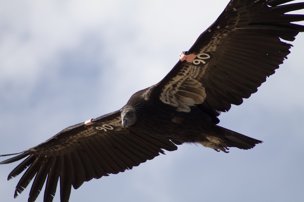 California Condor - ML230973221