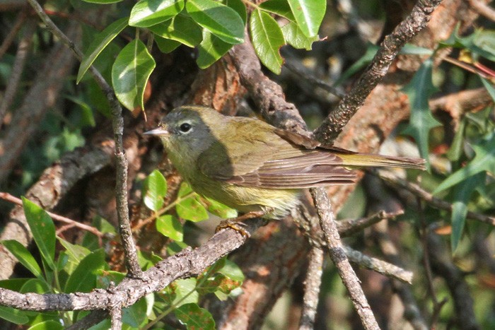 Orange-crowned Warbler - Terry Hibbitts