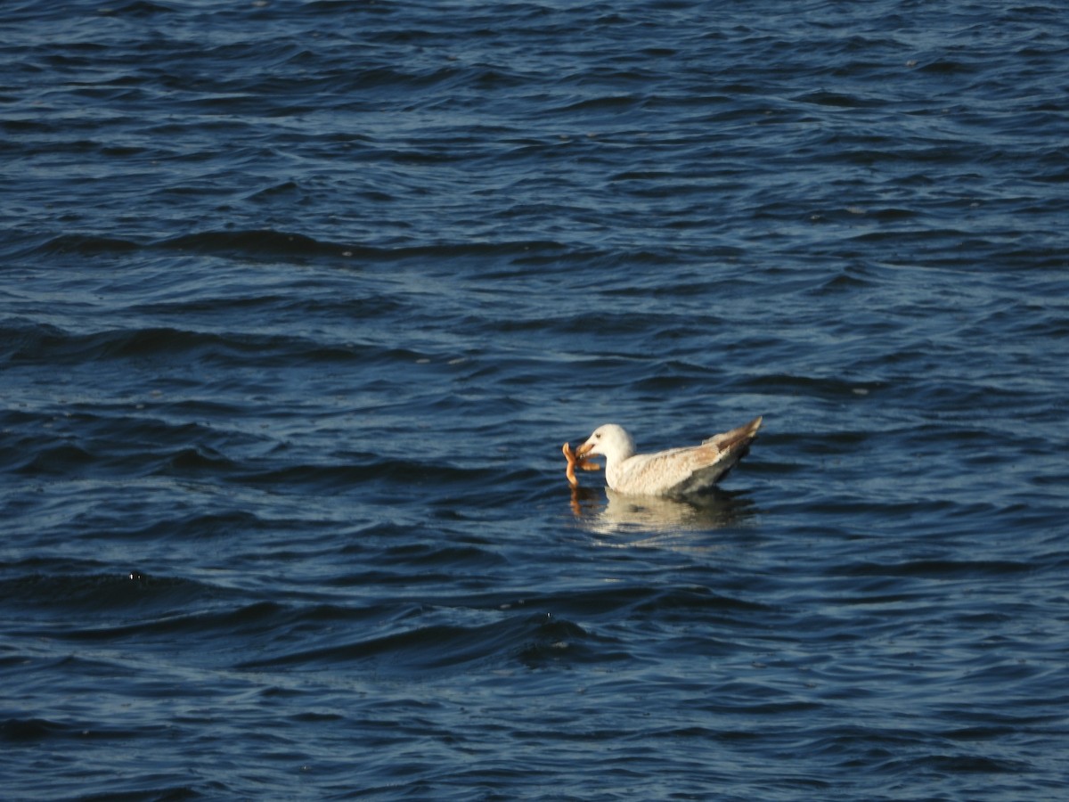 Caspian Gull - ML230974811