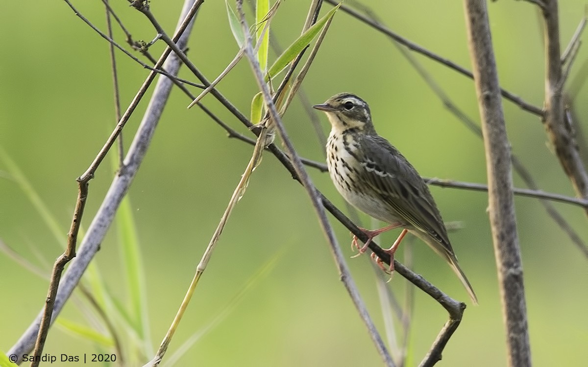 Pipit à dos olive - ML230976191