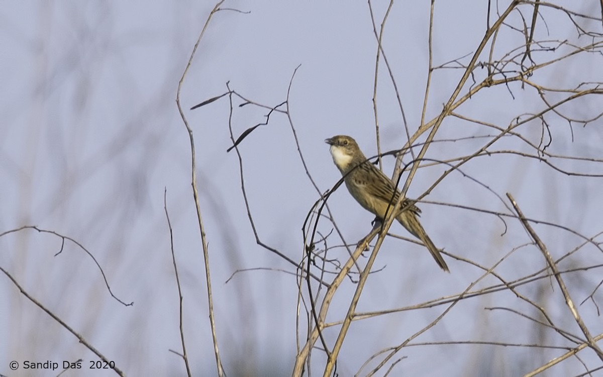 Bristled Grassbird - Sandip Das