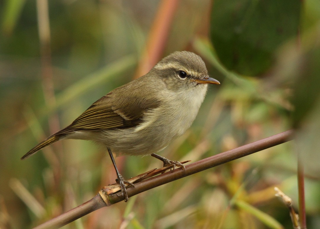 Greenish Warbler - Biswapriya Rahut