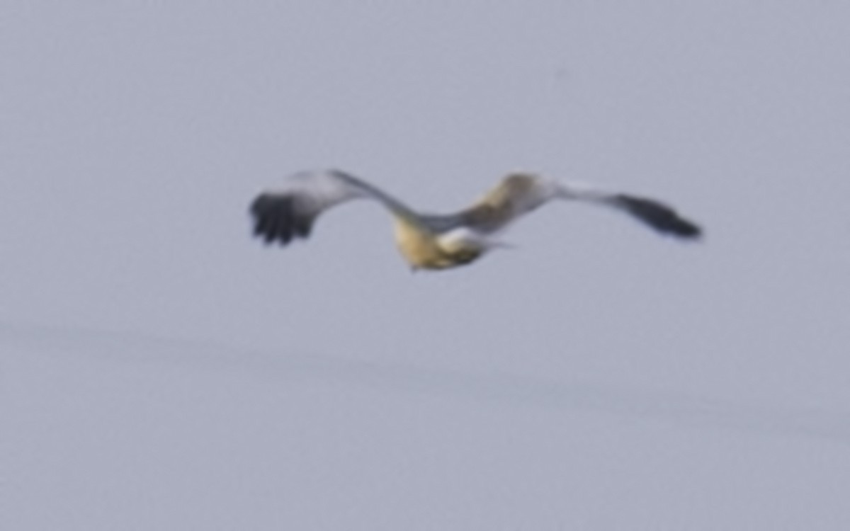 Western Marsh Harrier - ML230979951