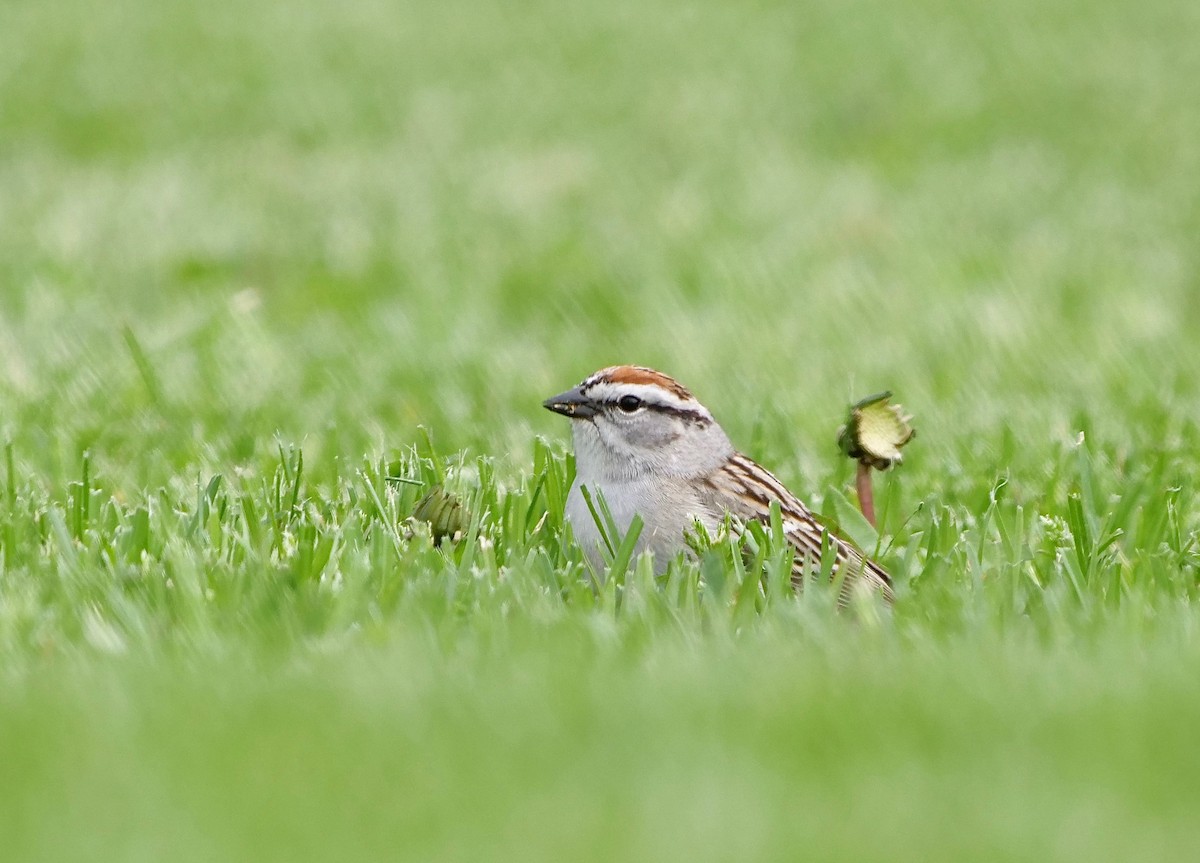 Chipping Sparrow - Gautam Apte