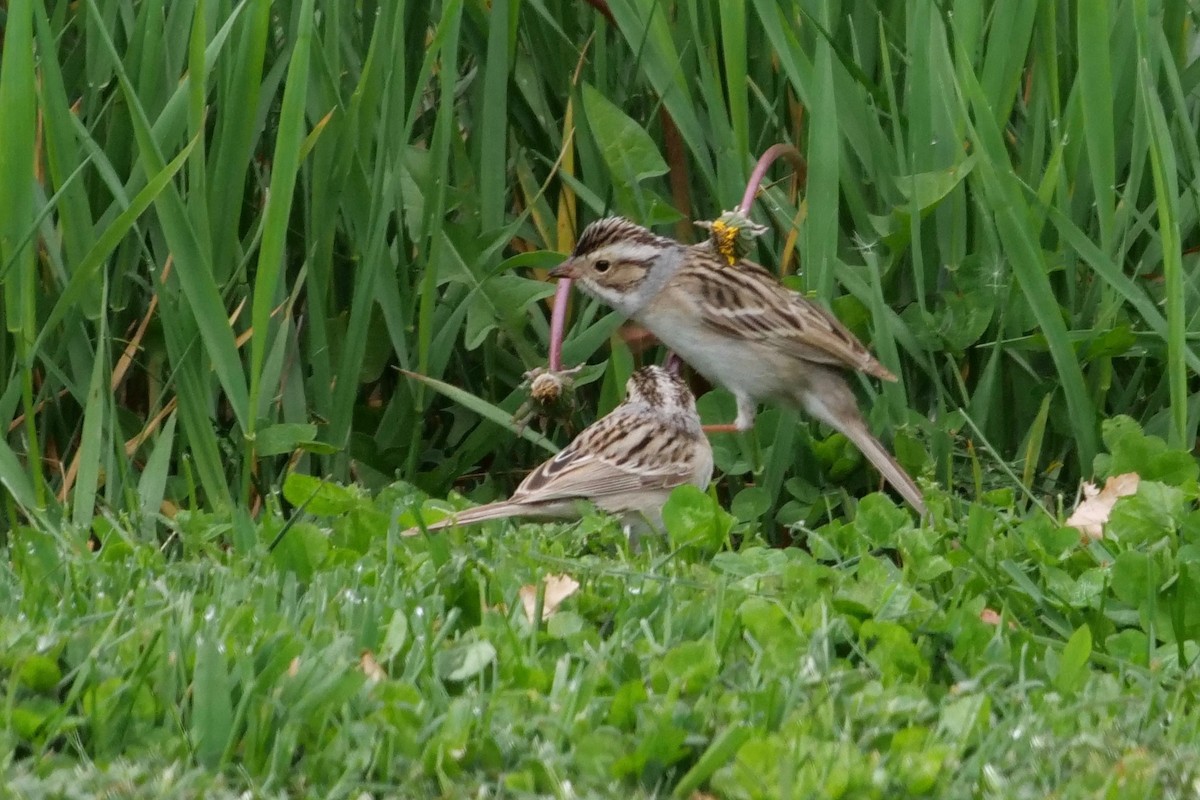 Clay-colored Sparrow - ML230980321