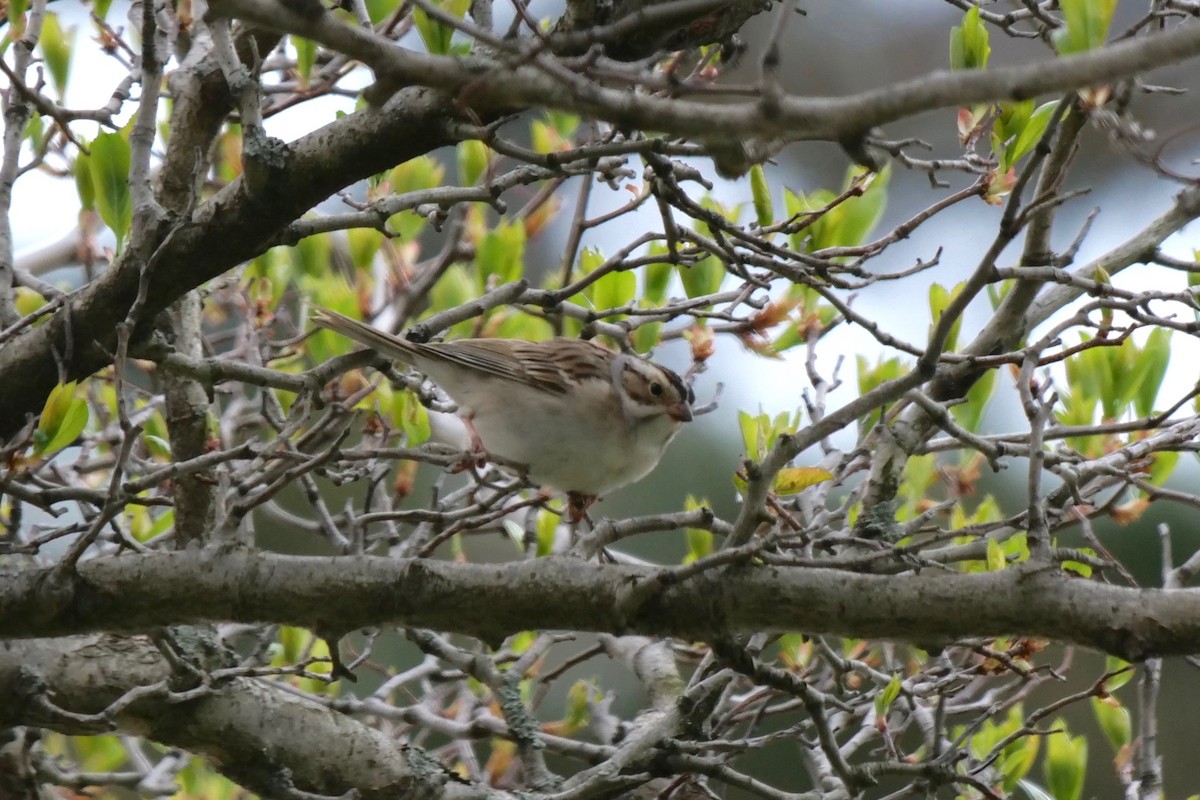 Clay-colored Sparrow - Gautam Apte