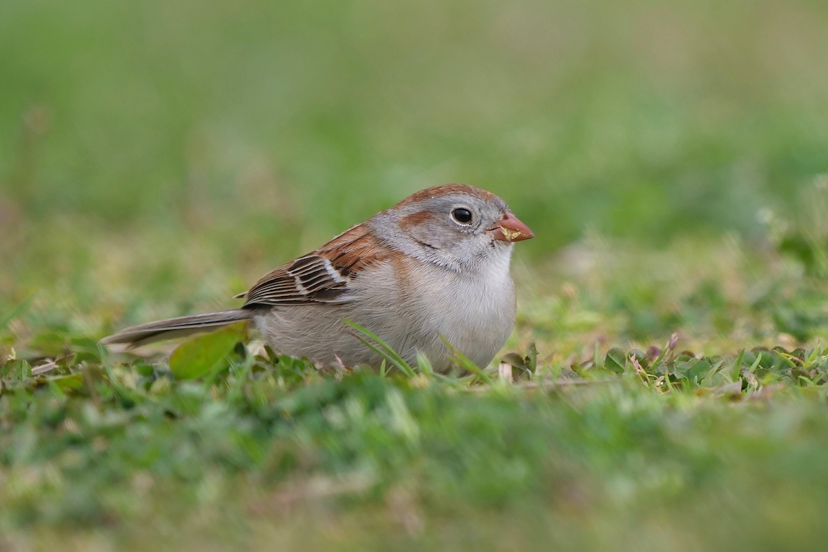 Field Sparrow - ML230980641
