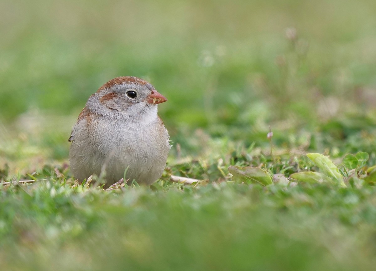 Field Sparrow - Gautam Apte