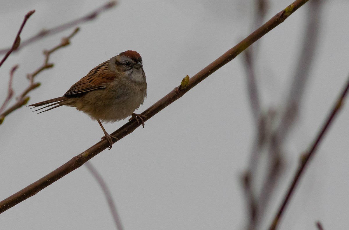 Swamp Sparrow - ML230981241