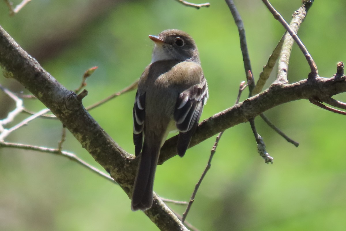 Least Flycatcher - Barbara Mansell