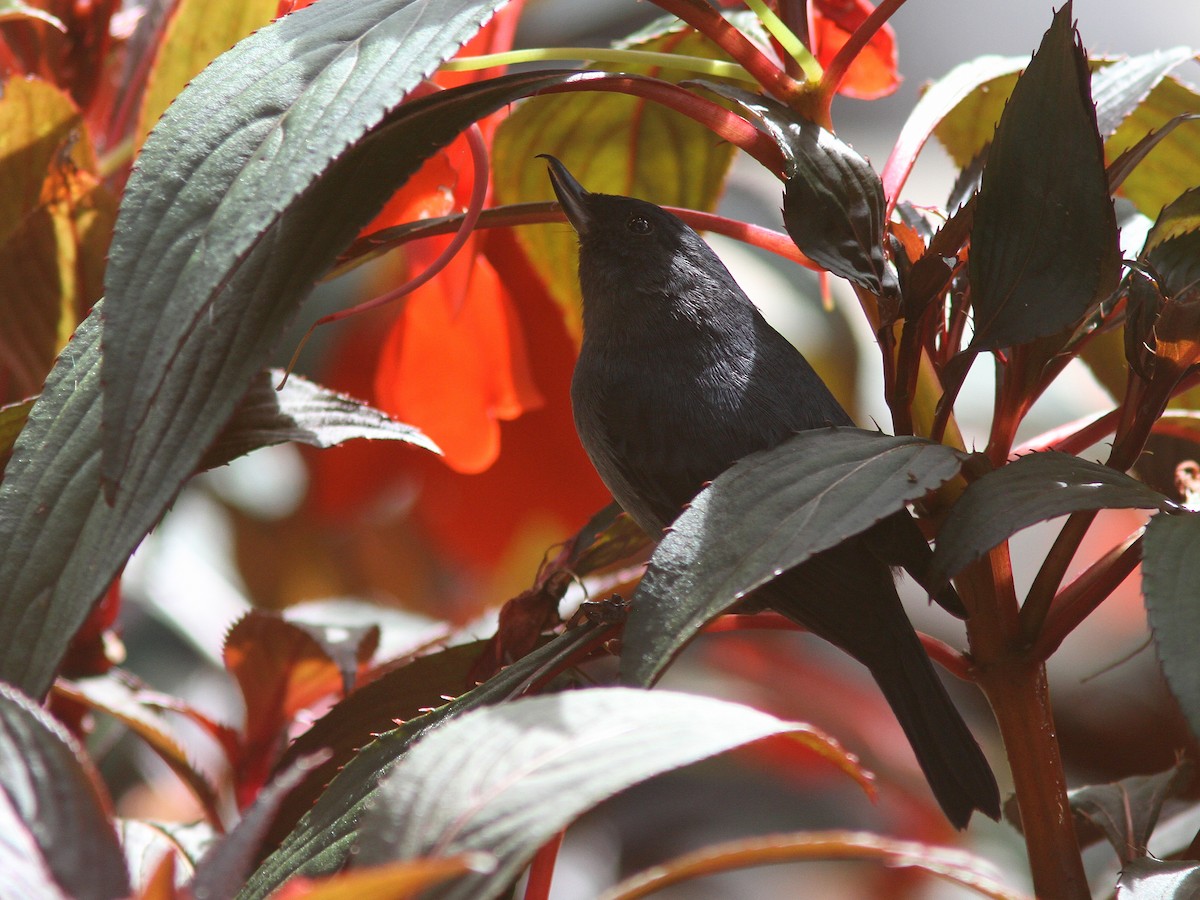 Slaty Flowerpiercer - Larry Therrien