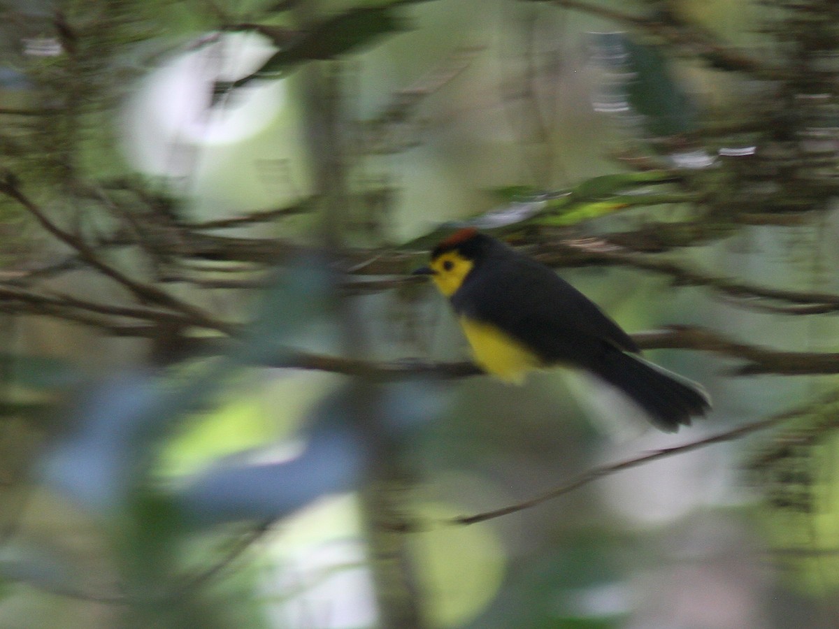 Collared Redstart - ML23098661