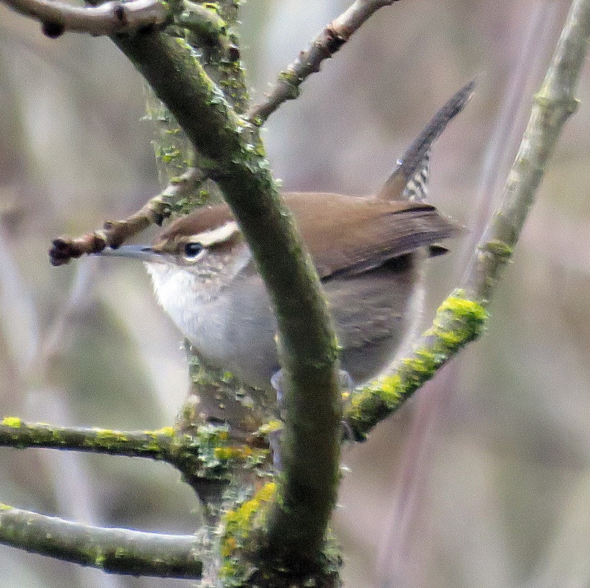 Bewick's Wren - ML23098691