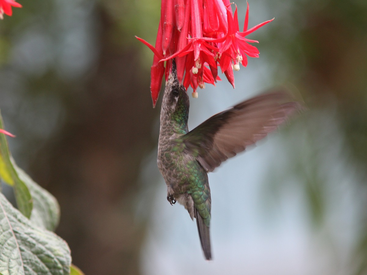 Talamanca Hummingbird - ML23098751