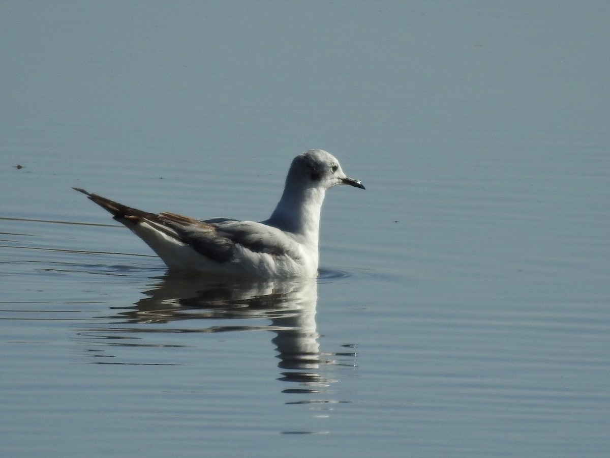 Bonaparte's Gull - ML230988491