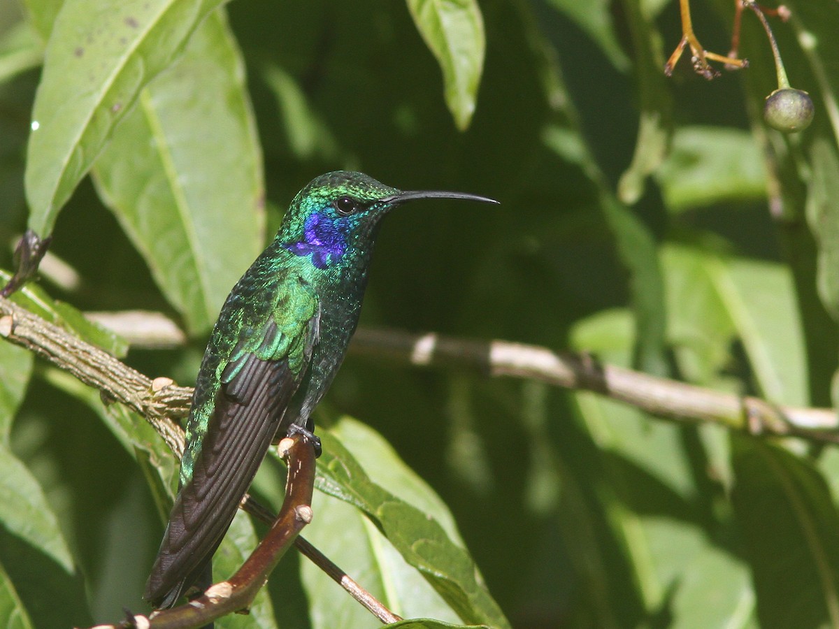 Lesser Violetear (Costa Rican) - ML23098871