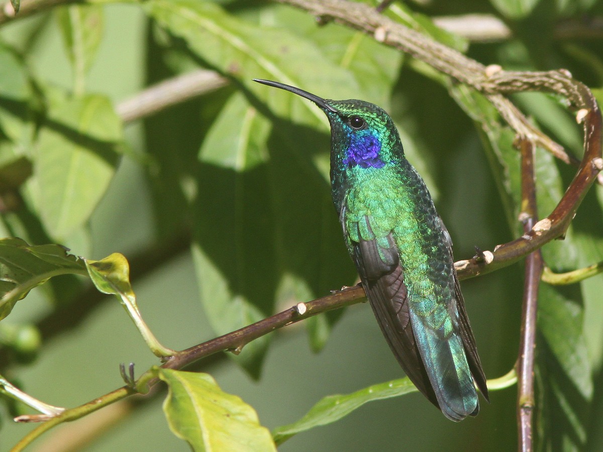 Lesser Violetear (Costa Rican) - ML23098891