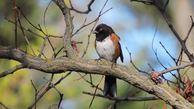 Spotted Towhee - ML230990341